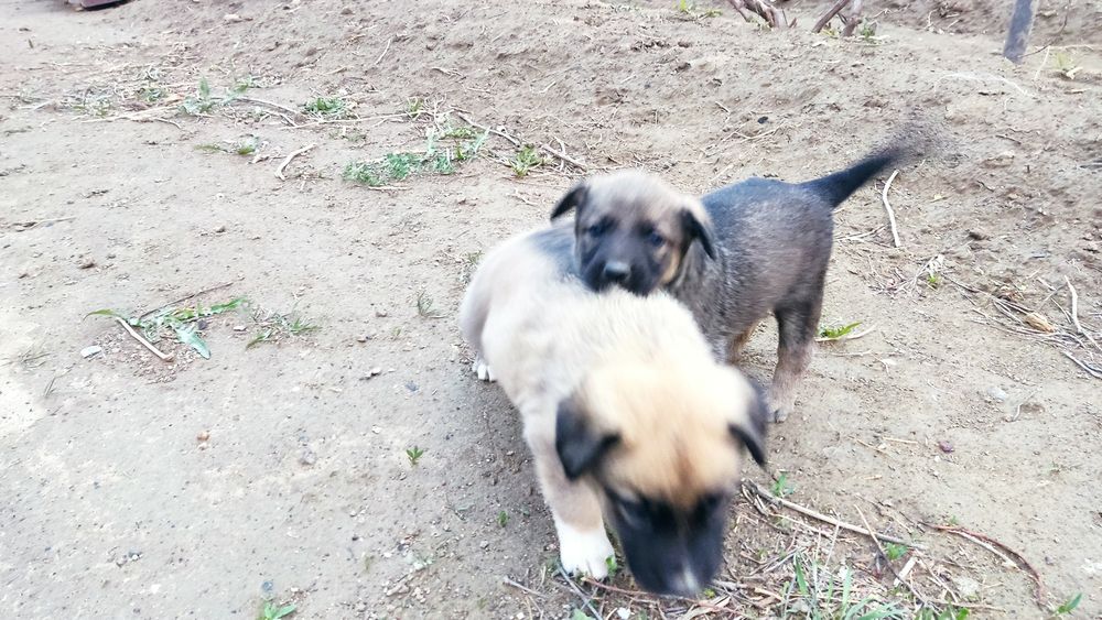 Отдам в добрые руки