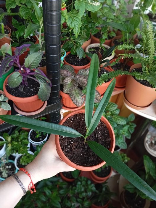 Комнатные растения продам