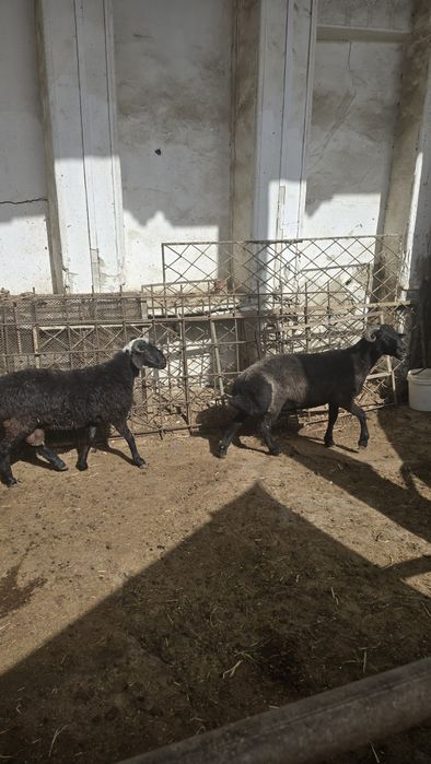 Кучкорлар сотилади тезда бадани семиз соглом чиройли сифатли кучкорлар