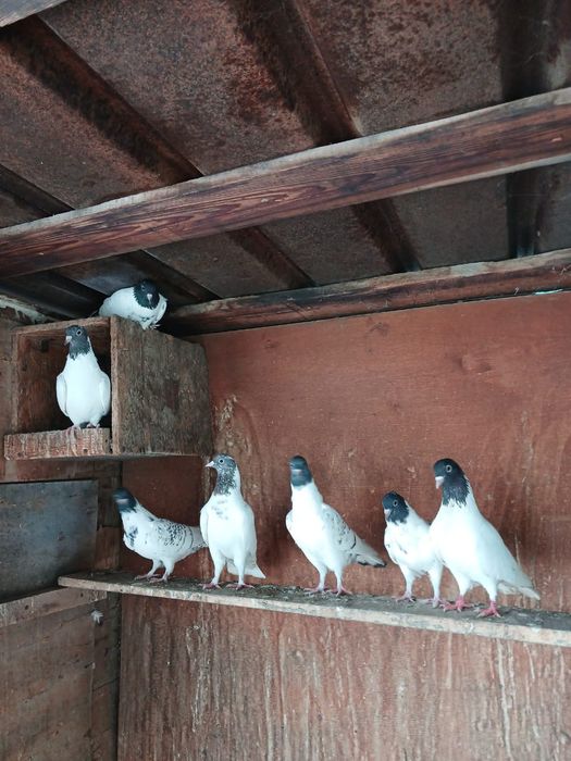 Продам  голубей  головастики ширик