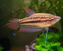 Гурами ворчащий, аквариумные рыбки, аквариумы