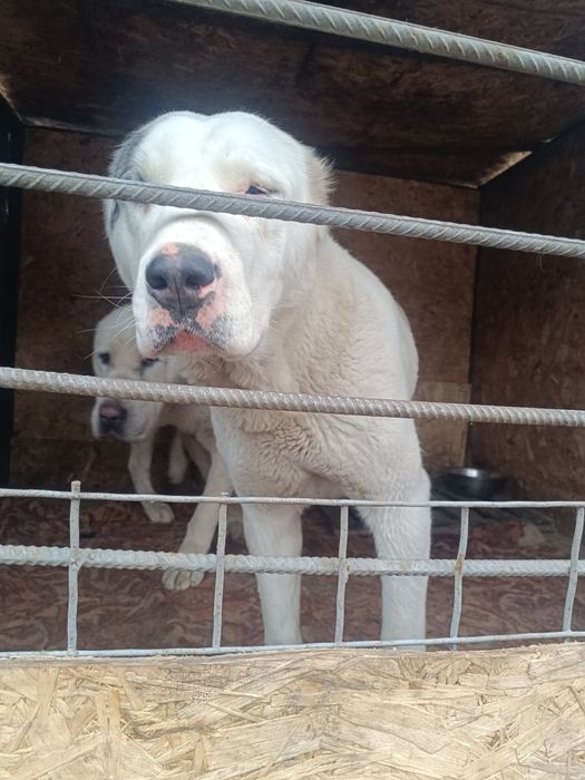 Продам Алабаев белых