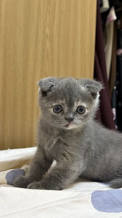 Кошка Скоттиш страйт, фолд