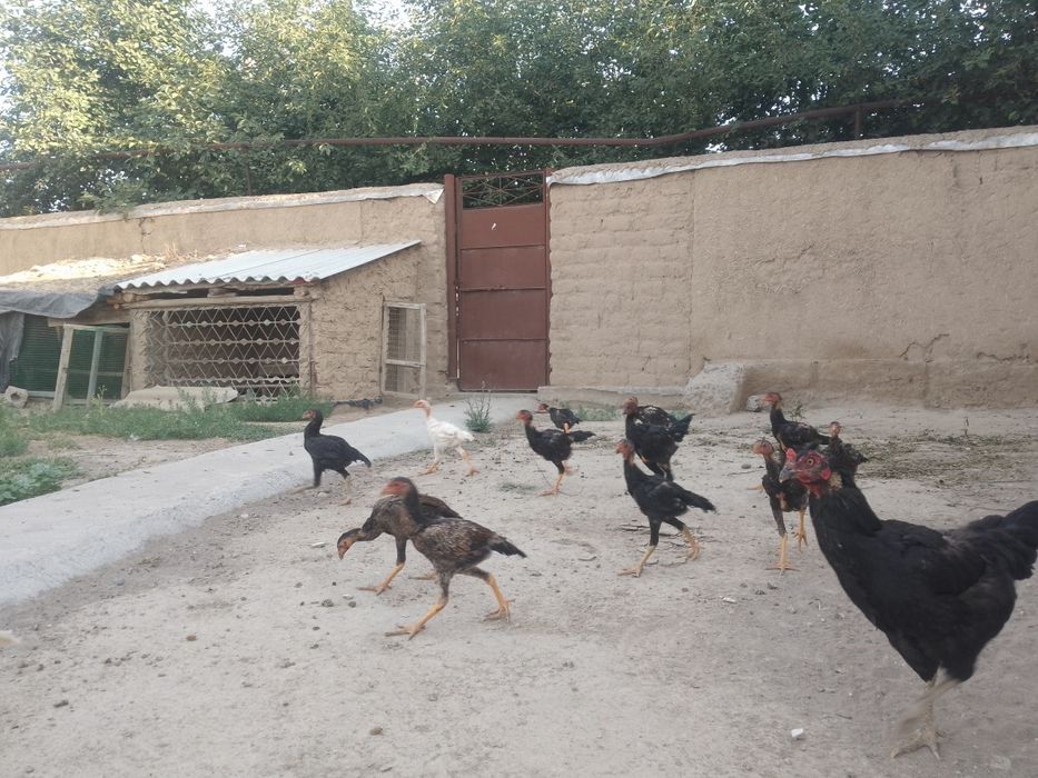 Карис жу́жалар сотилади