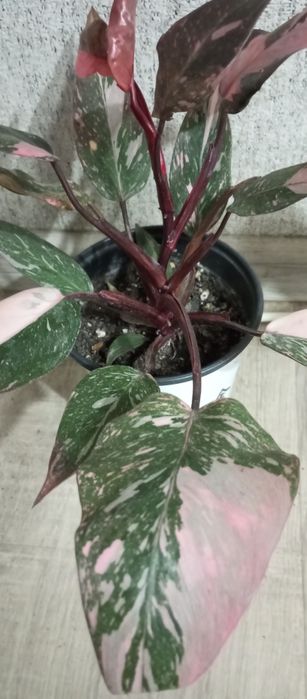 Сортовые филодендроны