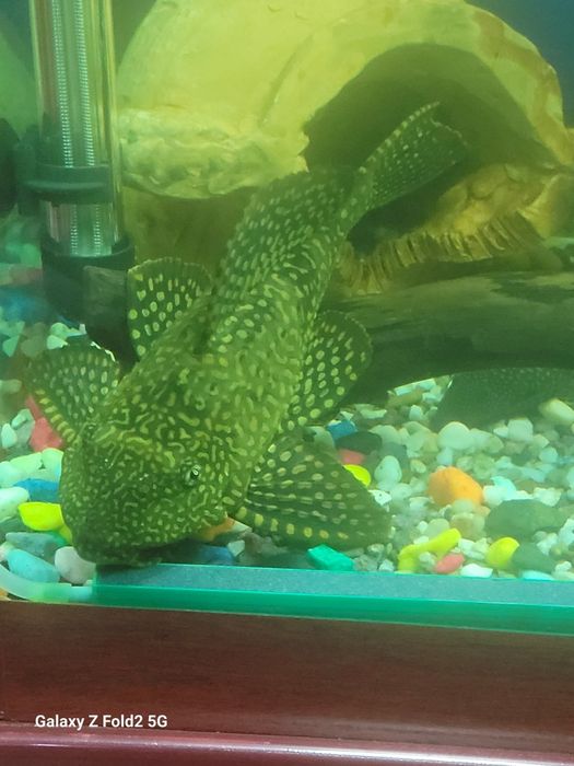 Продаётся сом-пылесос