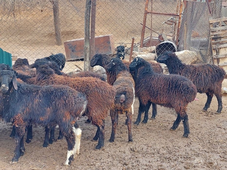 Продаются откормленные бараны