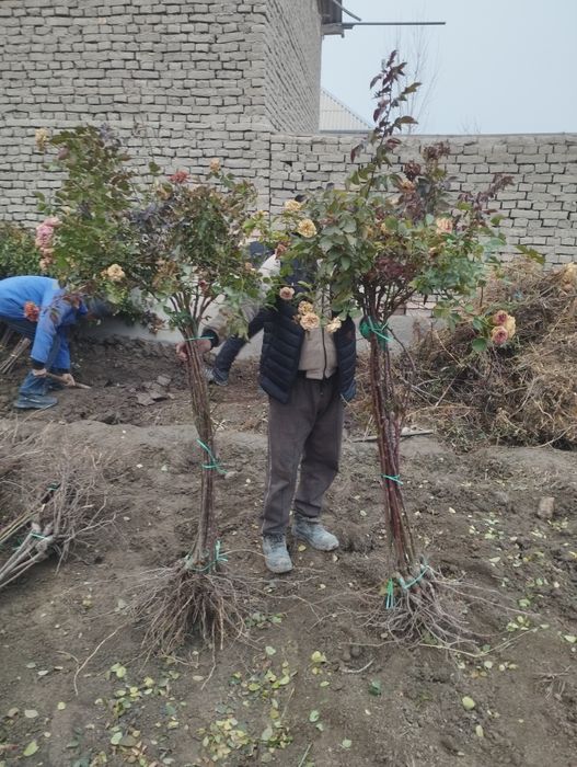 Штампвий гуллар сотилади