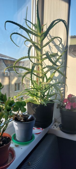 Vând Aloe Vera 50 cm