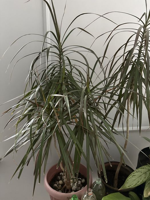 Продам комнатные цветы