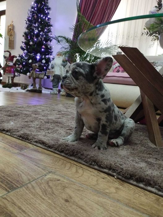 Femelă Bulldog Francez Merle din părinți cu pedigree!