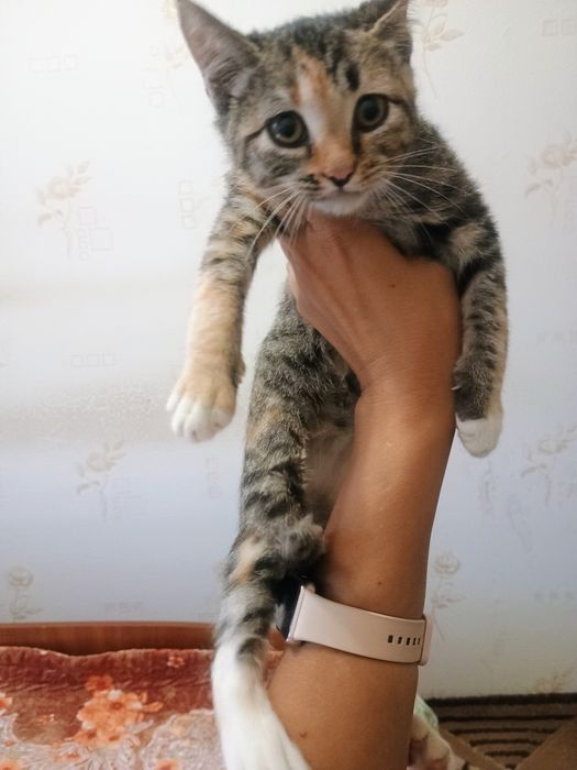 Отдам котенка в добрые руки