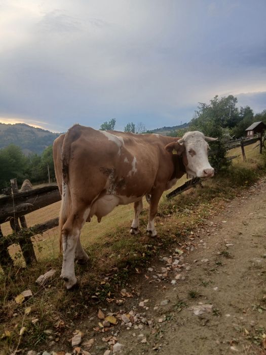 Vind vaca de 8 ani mai multe detali la telefon,0755248377