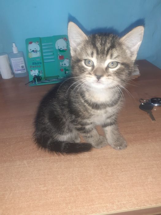 Котята в добрые руки бесплатно
