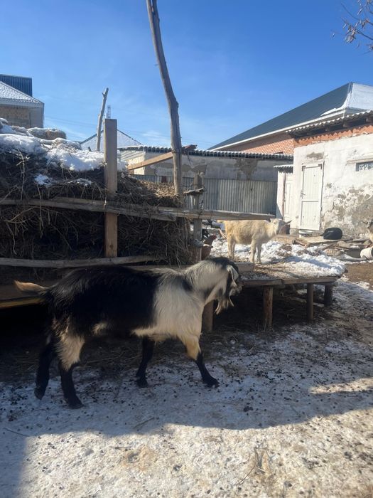 Альпийский ТЕКЕ БАҒАСЫ 130МЫҢ.