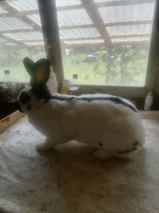 Se vinde iepuroaice cu pui