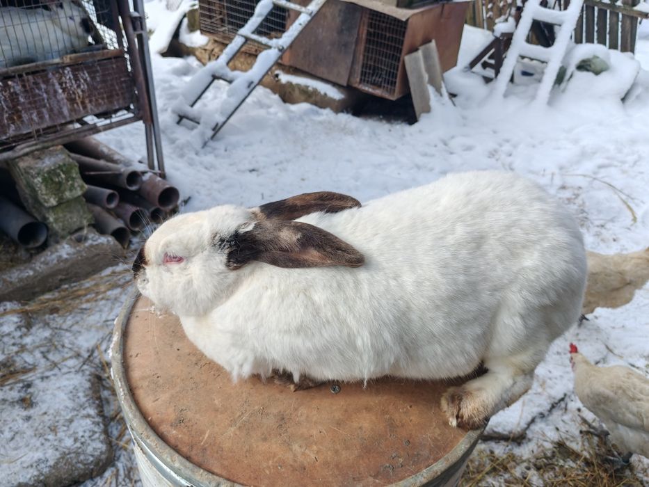Femela uriaș de Transilvania