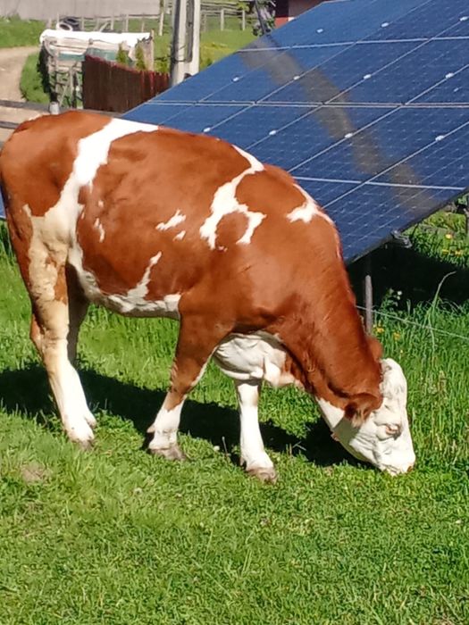 Vaca băltată de a doua fătare !