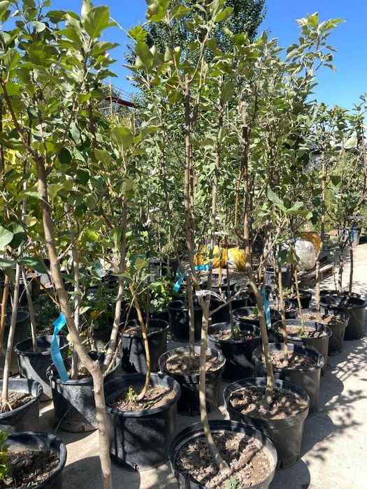 Жемыс агаштары сатылады