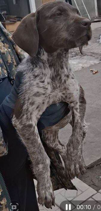 Продам суку Дратхаар