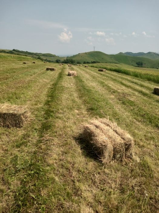 Vând baloți de fân