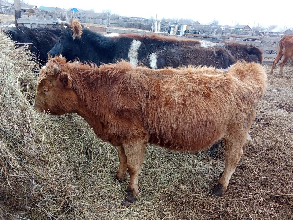 Быки бұқа крс бычки