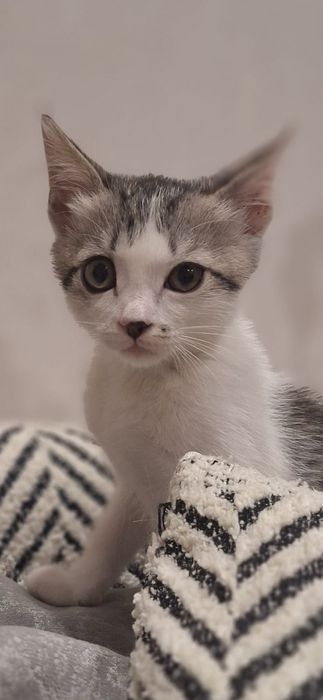 Кошечка бесплатно!