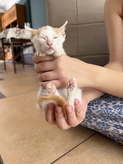Маленький миленький котенок ищет заботливую хозяйку