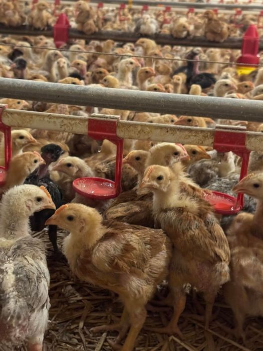 Pui rasa mixta, carne, pui zburati