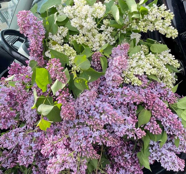 Сирень с собственного огорода