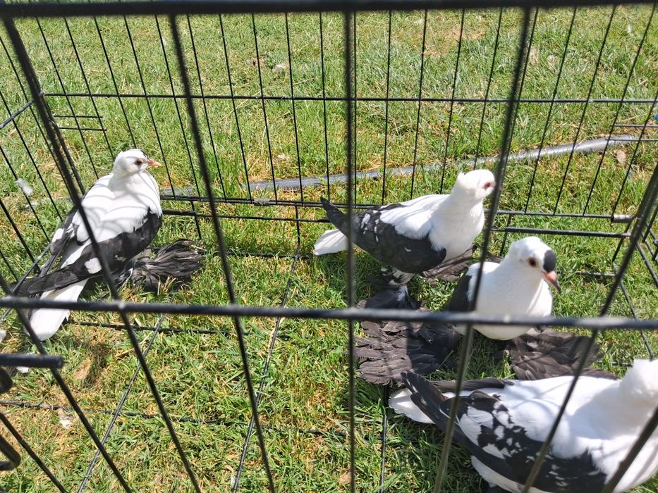 Porumbei de ornament