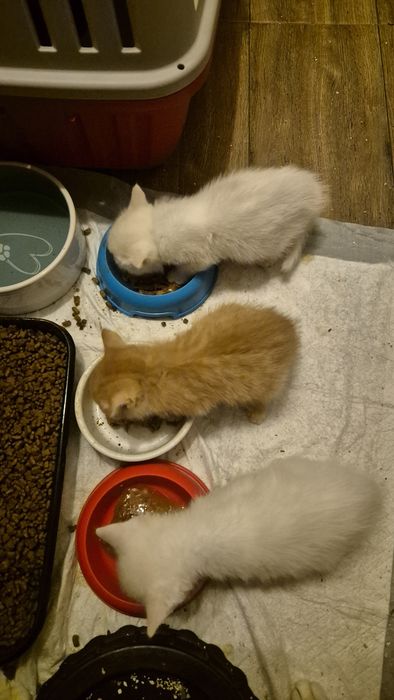 Подаряват се котенцата