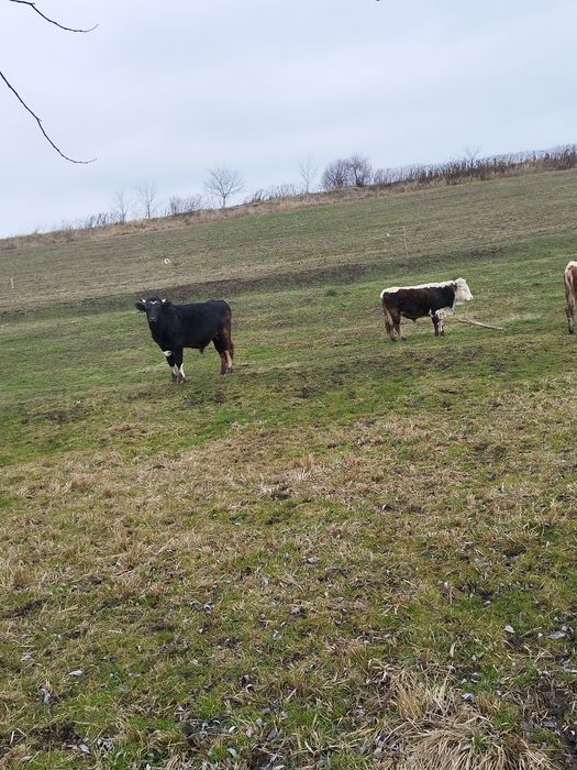 Vând doi tauri 20 kg