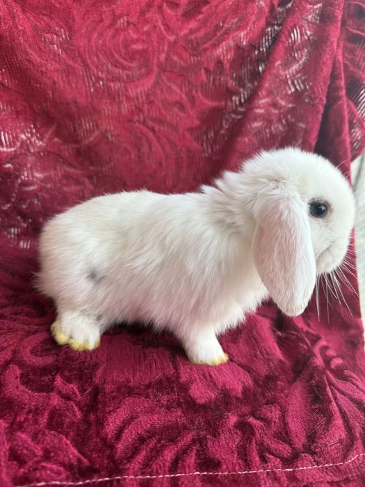 Продаются крольчата карликового барана.