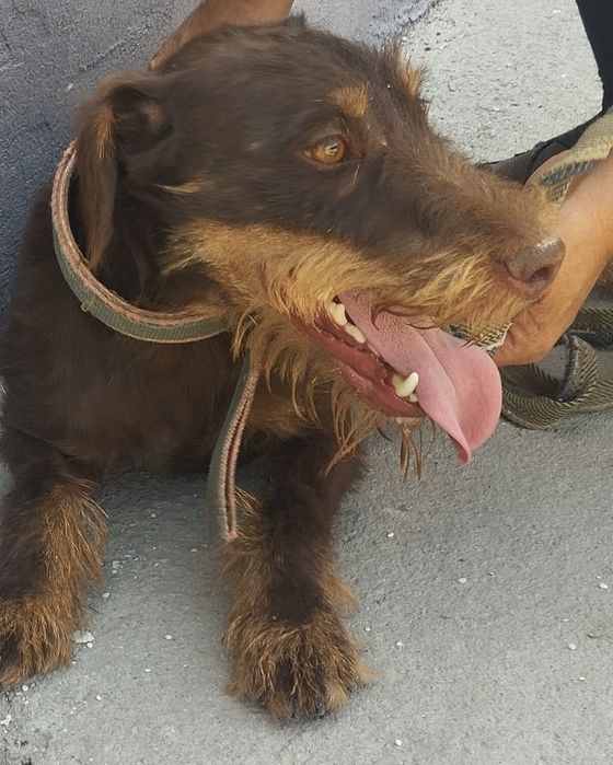 Ягтерер коричневый вязка