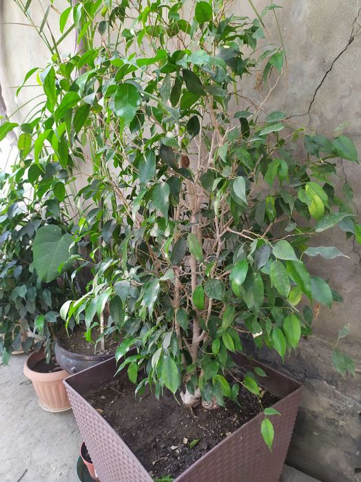 Комнатные растения