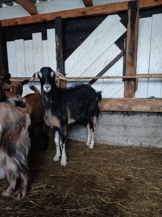 Tap Metis Anglo-nubian de vanzare