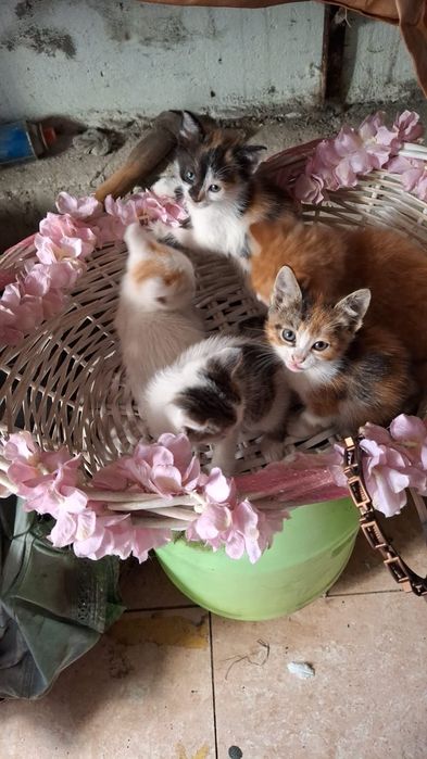 Отдам бесплатно котят