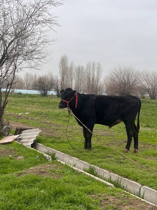 Zoti Angus 8.9 oyli atrofida sog'lom yeb ichishi yaxshii