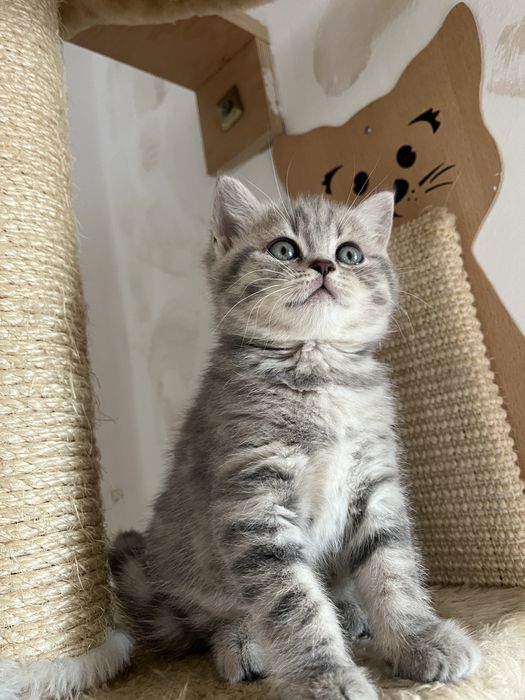 British shorthair fetita