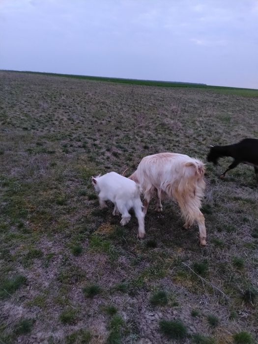 Vând Oi și miei și Berbec și Capre și iezi și țap