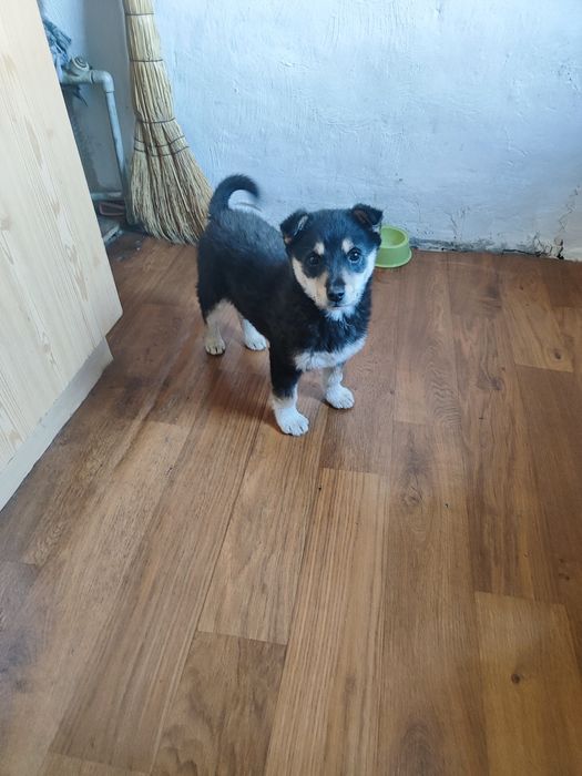 Щенок отдам даром