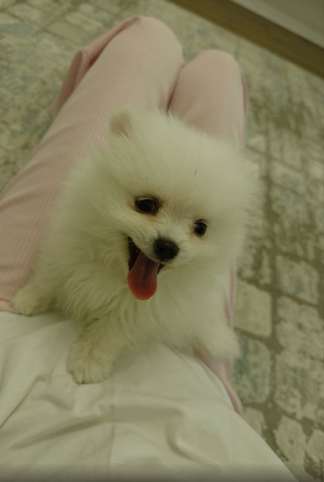 Шпиц по американский