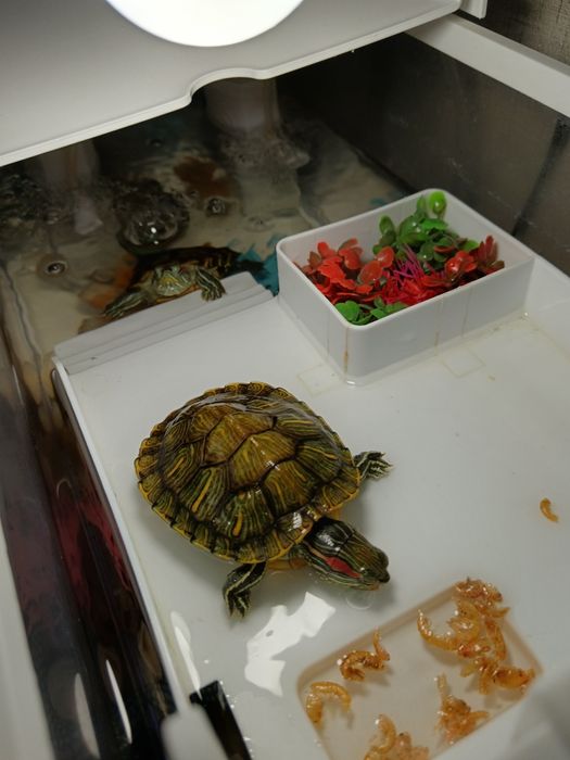 Продам террариум с черепашками