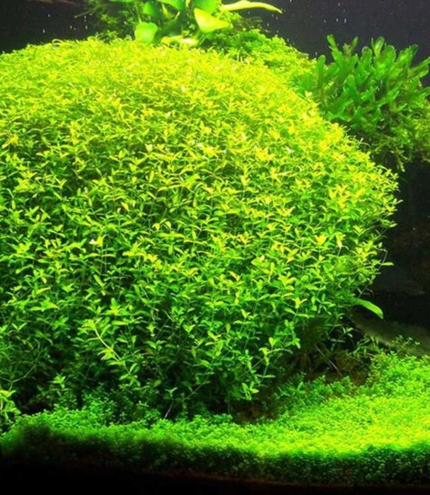 Plante Naturale Acvariu usor de crescut