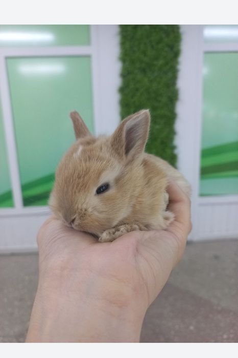 Кролики карликовые