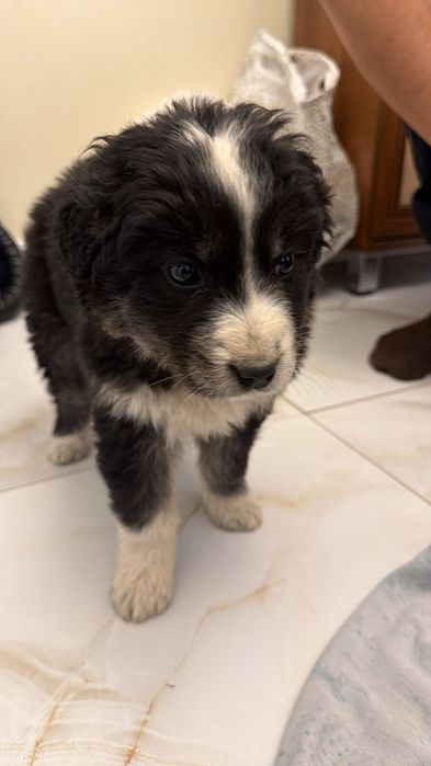 Отдам щенка в добрые руки (мальчик)