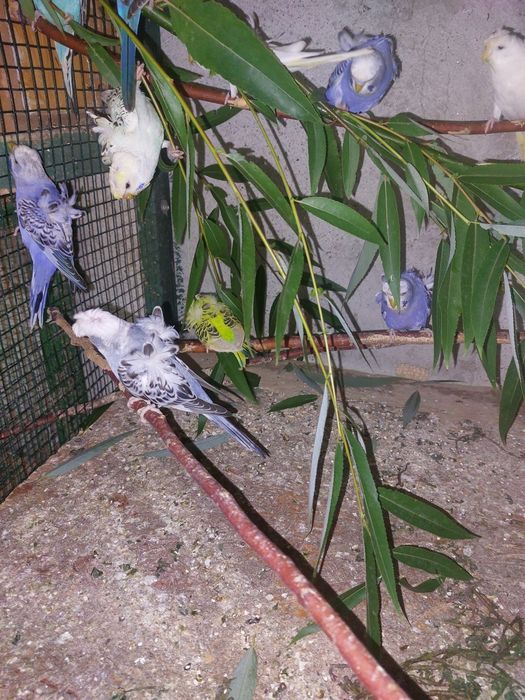 Peruși Hogoromo de vânzare