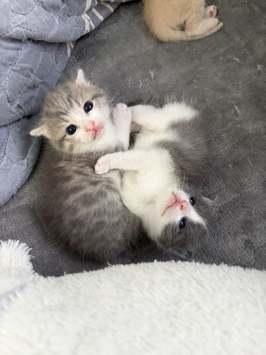 Котятки в добрые руки