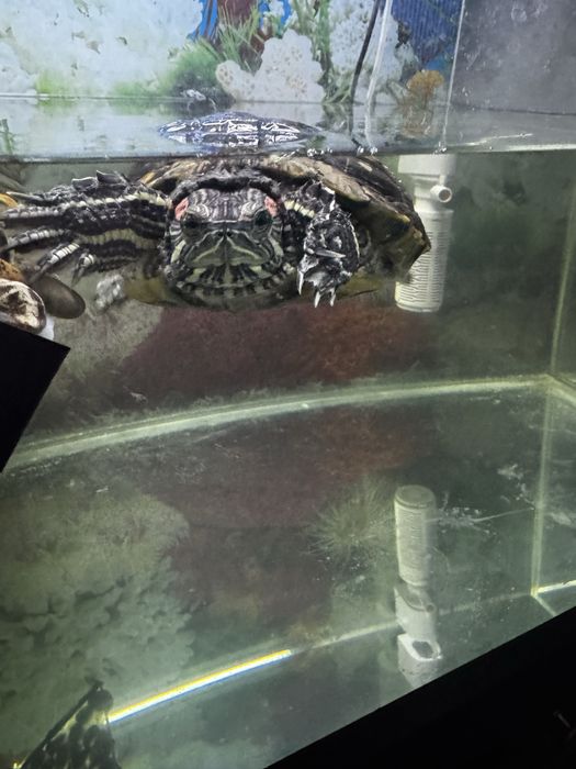 Черепаха Красноухая